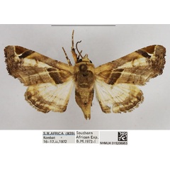 /filer/webapps/moths/media/images/C/callichroma_Eutelia_AM_NHMUK.jpg