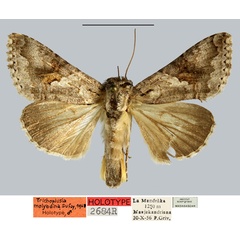 /filer/webapps/moths/media/images/M/molybdina_Plusia_HT_MNHN.jpg