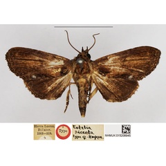 /filer/webapps/moths/media/images/S/siccata_Eutelia_HT_NHMUK.jpg