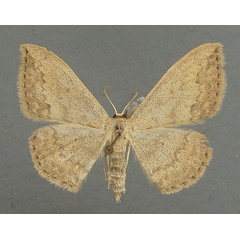 /filer/webapps/moths/media/images/C/caesaria_Scopula_AM_TMSA_01.jpg