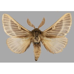 /filer/webapps/moths/media/images/L/levantina_Lemonia_PTM_Mueller.jpg