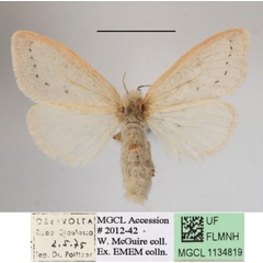 /filer/webapps/moths/media/images/S/subrosea_Laelia_AF_MGCLa_02.JPG