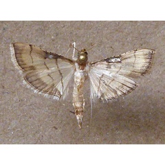/filer/webapps/moths/media/images/P/poeyalis Marasmia_AM_Butler.jpg