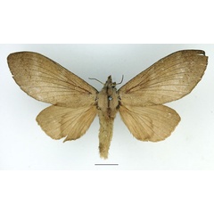 /filer/webapps/moths/media/images/C/cassandra_Oplometa_AF_Basquin_01.jpg