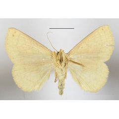 /filer/webapps/moths/media/images/A/aurata_Xanthodesma_A_MGCLb_01.JPG