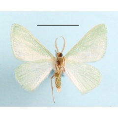 /filer/webapps/moths/media/images/C/callista_Prosomphax_A_MGCLb_01.JPG
