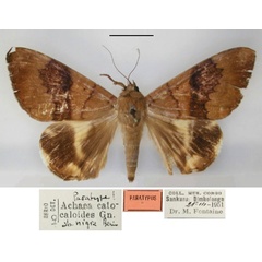 /filer/webapps/moths/media/images/N/nigra_Achaea_PT_RMCA_01.jpg