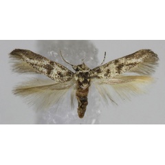 /filer/webapps/moths/media/images/E/elachistoides_Scythris_PT_Bengtsson.jpg