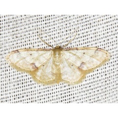 /filer/webapps/moths/media/images/S/squamulata_Idaea_A_Braun.jpg