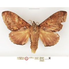 /filer/webapps/moths/media/images/Q/quirimbo_Nadiasa_HT_NHMUK.jpg