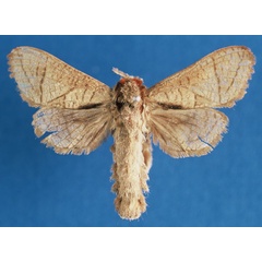/filer/webapps/moths/media/images/H/hintzi_Haberlandia_HT_ZMHB_VkwNzM7.jpg