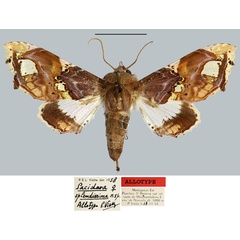 /filer/webapps/moths/media/images/S/splendissima_Pacidara_AT_MNHN.jpg