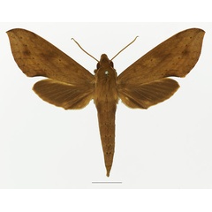 /filer/webapps/moths/media/images/I/irregularis_Hippotion_AF_Basquin_02a.jpg