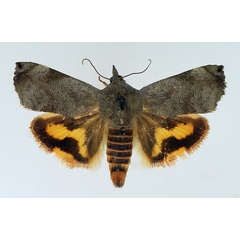 /filer/webapps/moths/media/images/F/fontainei_Hyblaea_AM_TMSA.jpg