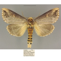 /filer/webapps/moths/media/images/L/lydenburgi_Antheua_AM_ANHRT.jpg