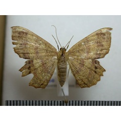 /filer/webapps/moths/media/images/A/albosignata_Erastria_A_Revell_03.jpg