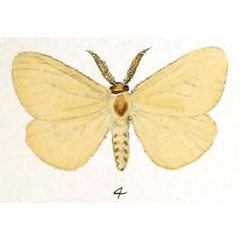 /filer/webapps/moths/media/images/M/modesta_Artaxa_HT_Schaus_2-4.jpg