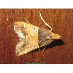 /filer/webapps/moths/media/images/P/pictalis_Pyralis_A_Bippus_02.jpg