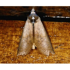 /filer/webapps/moths/media/images/H/hieroglyphica_Hemiceratoides_A_Roland_05w.jpg