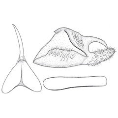 /filer/webapps/moths/media/images/C/costomaculata_Epermenia_GMHT_NMK.jpg