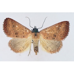 /filer/webapps/moths/media/images/H/haematoessa_Phytometra_AF_TMSA_01.jpg