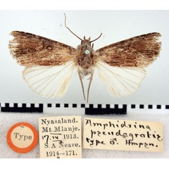 /filer/webapps/moths/media/images/P/pseudagrotis_Amphidrina_HT_BMNH.jpg