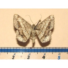 /filer/webapps/moths/media/images/A/angolaria_Chiasmia_A_Goffa_02.jpg