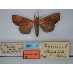 /filer/webapps/moths/media/images/E/elegans_Anomis_HT_RMCA_01.jpg