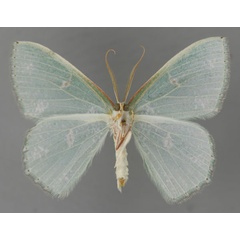 /filer/webapps/moths/media/images/A/agglomerata_Prasinocyma_HT_ZSM_02.jpg