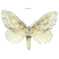 /filer/webapps/moths/media/images/R/rosa_Philotherma_AF_ANHRT.jpg