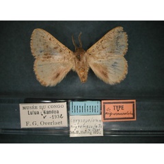 /filer/webapps/moths/media/images/N/nigromaculata_Chrysopoloma_HT_RMCA_01.jpg