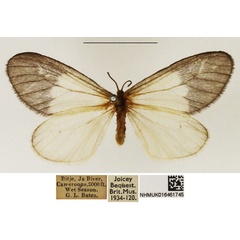 /filer/webapps/moths/media/images/A/albabasis_Staphylinochrous_A_NHMUK_06.jpg