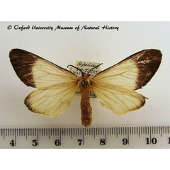 /filer/webapps/moths/media/images/B/bipars_Hypsoides_A_OUMNH_01.jpg