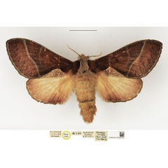 /filer/webapps/moths/media/images/O/oinopa_Nadiasa_PTF_NHMUK.jpg