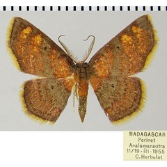 /filer/webapps/moths/media/images/P/ptolegenes_Chrysocraspeda_AM_ZSMa.jpg