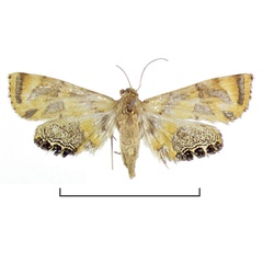 /filer/webapps/moths/media/images/S/scioxantha_Eoophyla_HT_RMCA.jpg