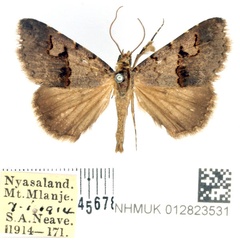 /filer/webapps/moths/media/images/C/culminifera_Baniana_AM_BMNH.jpg