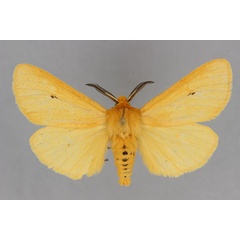 /filer/webapps/moths/media/images/L/leighi_Spilosoma_AM_BMNH.jpg