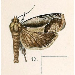 /filer/webapps/moths/media/images/V/variabilis_Phaecasiophora_ST_Walsingham_1891_3-10.jpg