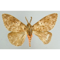 /filer/webapps/moths/media/images/B/barica_Pyramocera_A_RMCA.jpg