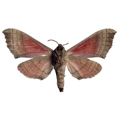 /filer/webapps/moths/media/images/A/angelika_Rufoclanis_AT_EMEMb.jpg