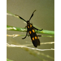 /filer/webapps/moths/media/images/L/laetissima_Eretmocera_A_Roland_01.jpg