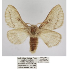 /filer/webapps/moths/media/images/L/levenna_Sena_AF_TMSA.jpg