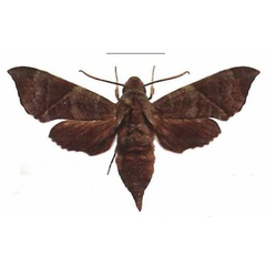 /filer/webapps/moths/media/images/B/bousqueti_Temnora_AM_EMEM_02.jpg