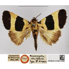/filer/webapps/moths/media/images/A/atriflava_Neonegeta_HT_NHMUK.jpg
