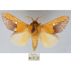 /filer/webapps/moths/media/images/L/liviae_Hypotrabala_PTM_NMB.jpg