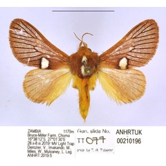 /filer/webapps/moths/media/images/Z/zambica_Delorhachis_HT_ANHRT.jpg