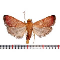 /filer/webapps/moths/media/images/B/boudinotalis_Mabokia_AM_Poltavsky.jpg