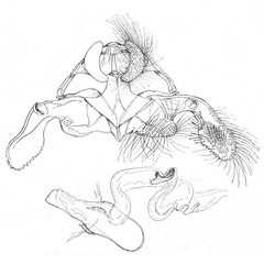 /filer/webapps/moths/media/images/C/cornesi_Rutilograptis_GMHT_ISEA.jpg