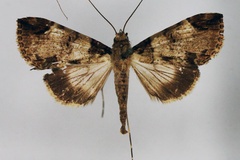 Gigantoceras perineti